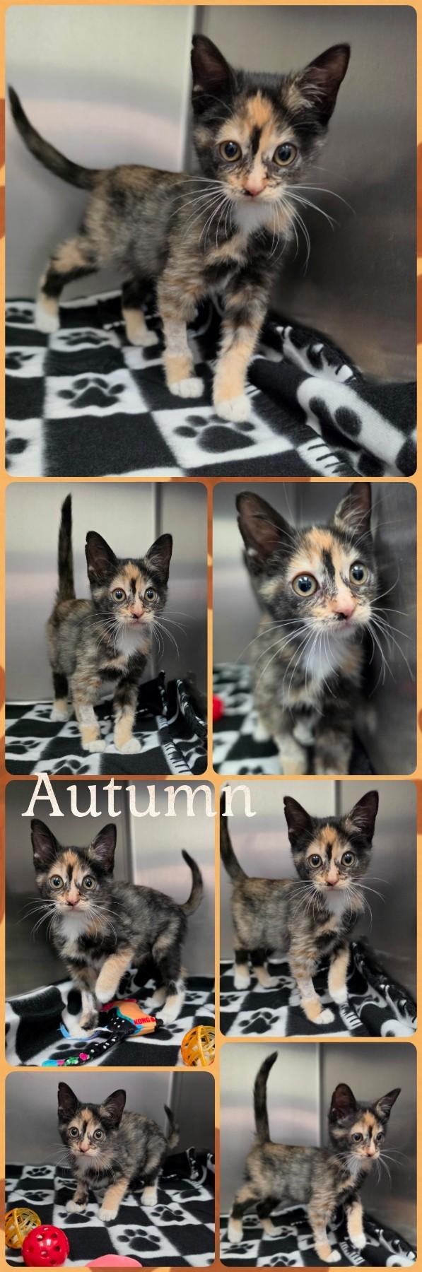 Autumn, Adoptable, Kitten Female Domestic Short Hair.