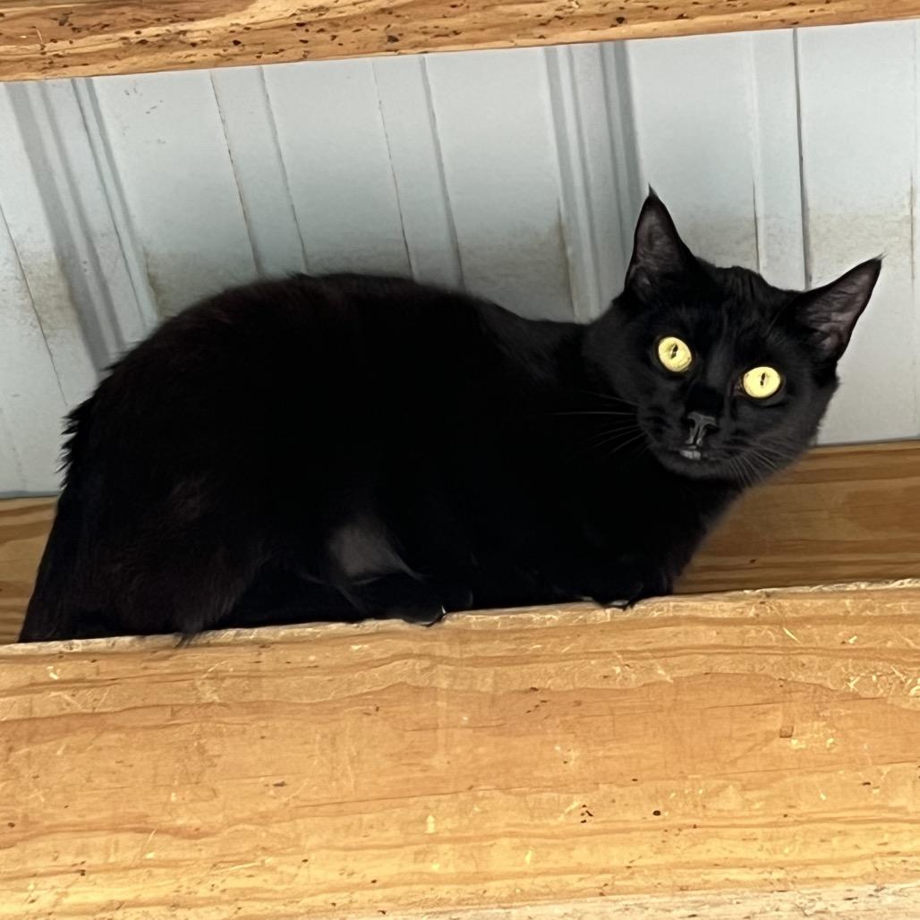 Alba, a Adoptable Domestic Short Hair in Hudson, NY image 1/2