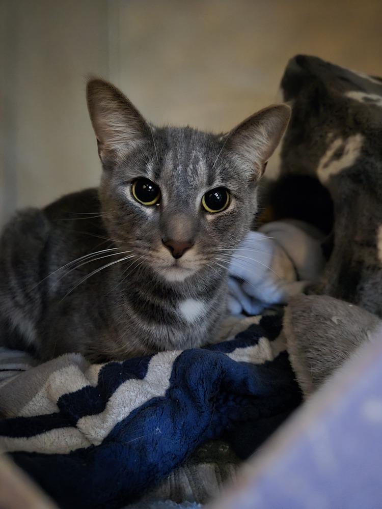 Enlarge Bruce, a Adoptable American Shorthair in Skippack, PA image 2/4