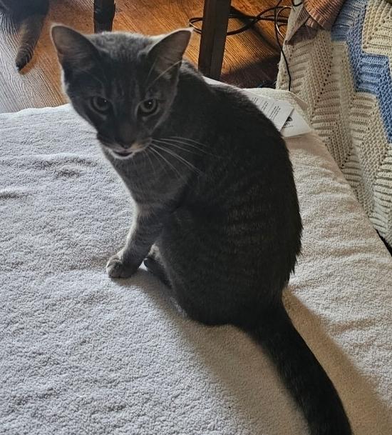 Bruce, Adoptable, Young Male American Shorthair.