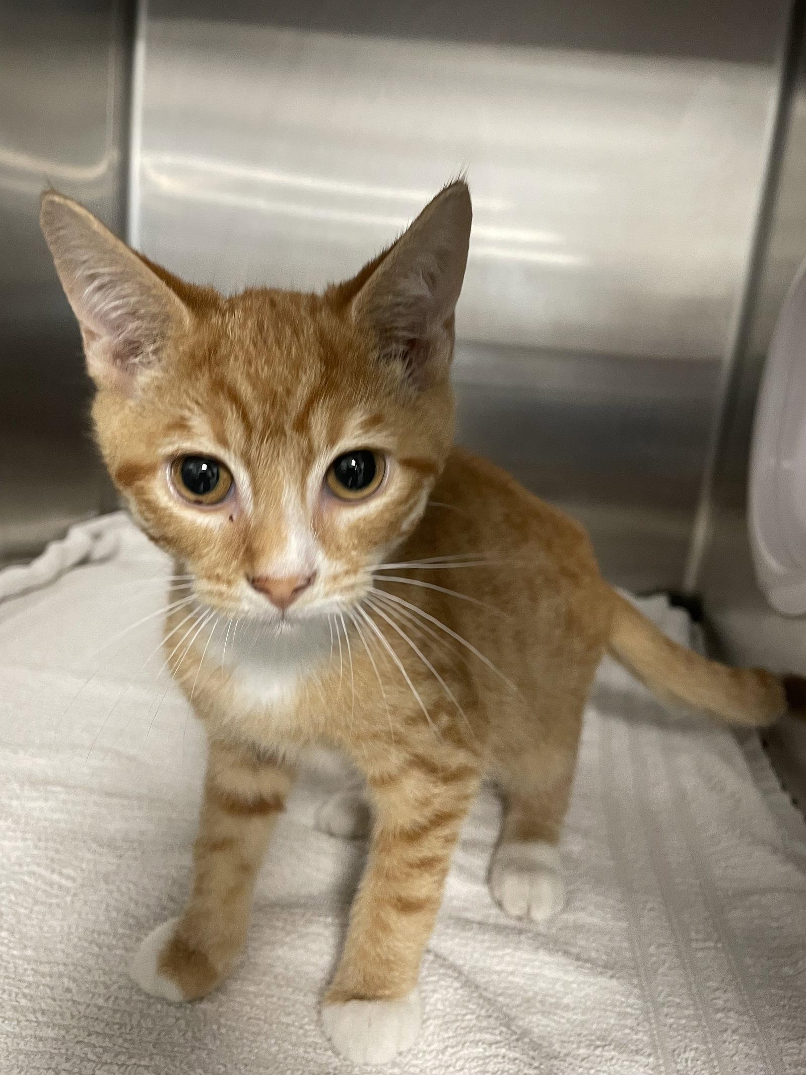 Goose, Adopted, Kitten Male Tabby & Domestic Short Hair.