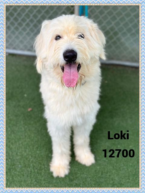 LOKI see also ZYM
