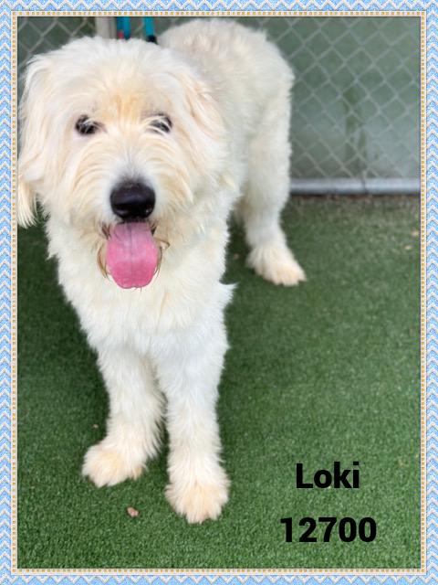 LOKI see also ZYM