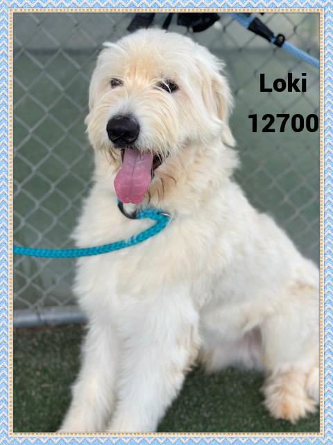 LOKI see also ZYM