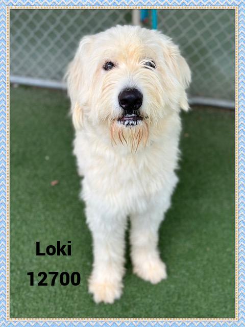 LOKI see also ZYM