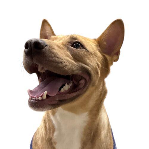 Lilly, Adoptable, Young Female Shepherd & Mixed Breed.