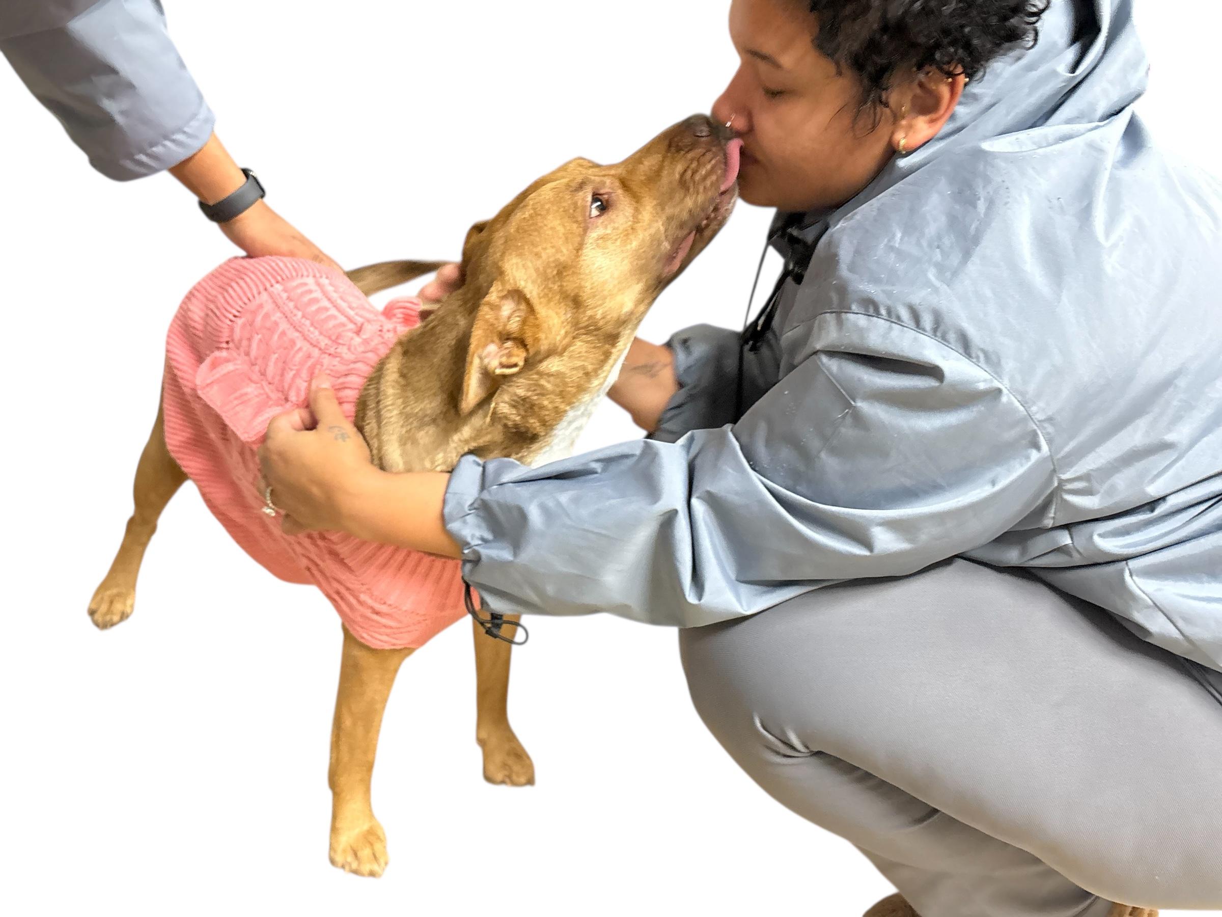 Enlarge Lilly, a Adoptable mixed breed in Sanford, NC image 2/6