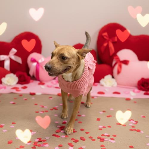 Enlarge Lilly, a Adoptable mixed breed in Sanford, NC image 3/6