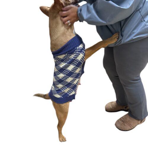 Enlarge Lilly, a Adoptable mixed breed in Sanford, NC image 5/6