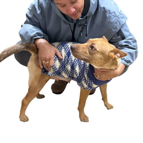 Enlarge Lilly, a Adoptable mixed breed in Sanford, NC image 6/6