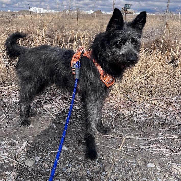 Enlarge Fergus, a ADOPTABLE mixed breed in St. Anthony, ID image 1/2