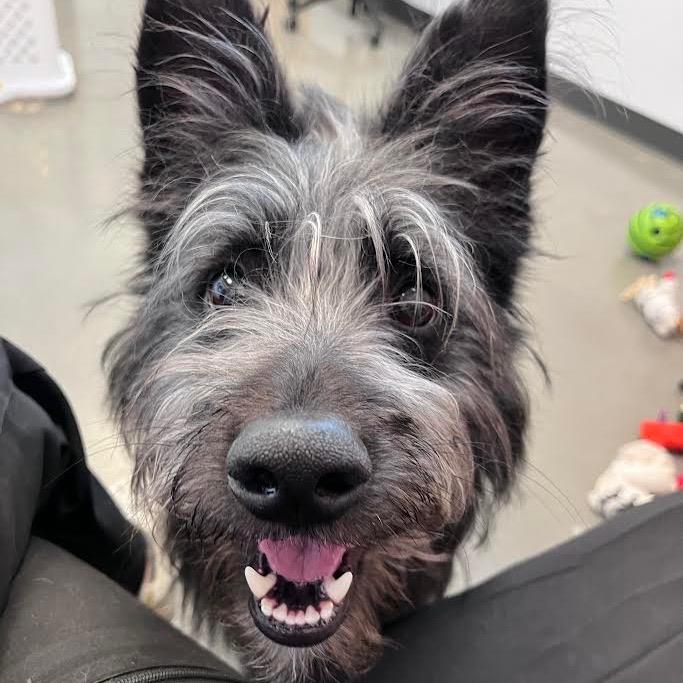 Enlarge Fergus, a ADOPTABLE mixed breed in St. Anthony, ID image 2/2