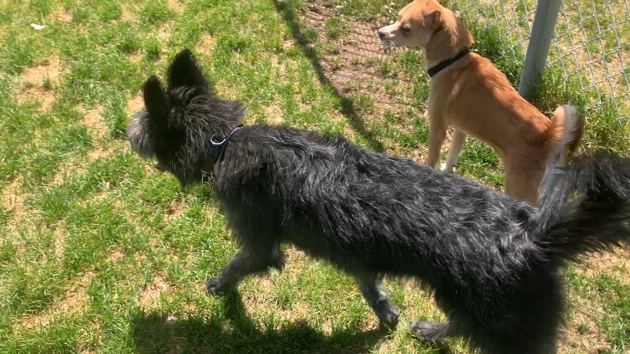 Enlarge Fergus, a ADOPTABLE mixed breed in St. Anthony, ID video 2/4