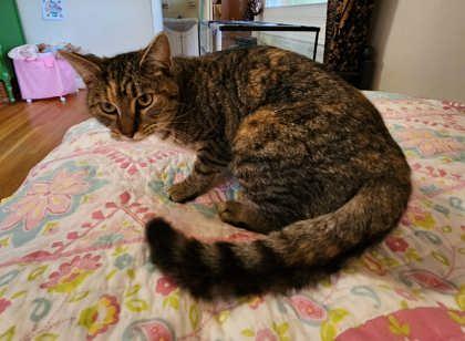 Lily, Adoptable, Young Female Domestic Short Hair & Domestic Short Hair.
