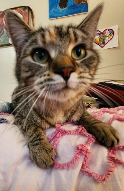 Enlarge Lily, a Adoptable mixed breed in Wilkesboro, NC image 2/3