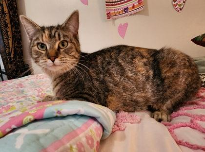 Enlarge Lily, a Adoptable mixed breed in Wilkesboro, NC image 3/3