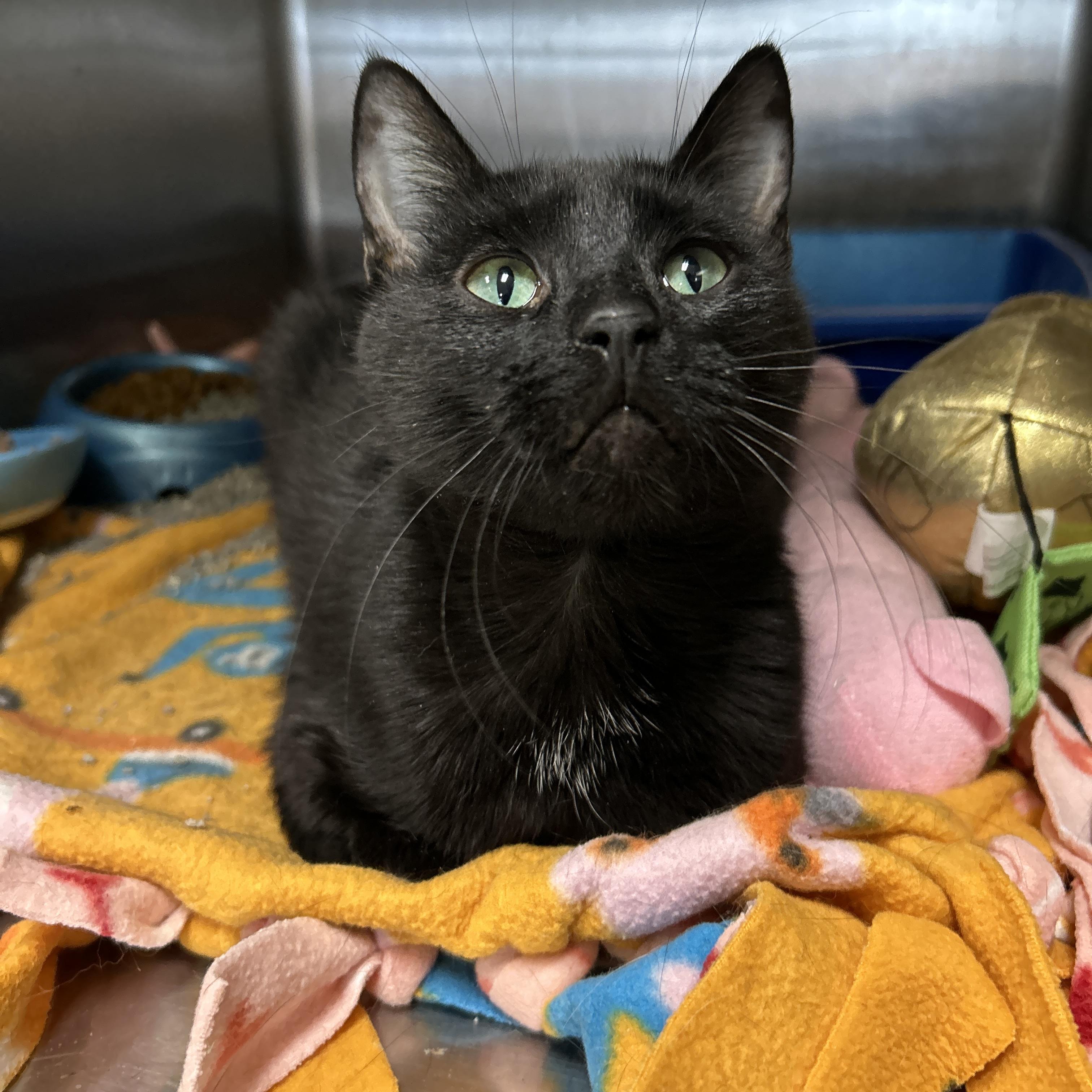 Enlarge Tumnus, an adopted Domestic Short Hair in La Grange Park, IL image 2/6