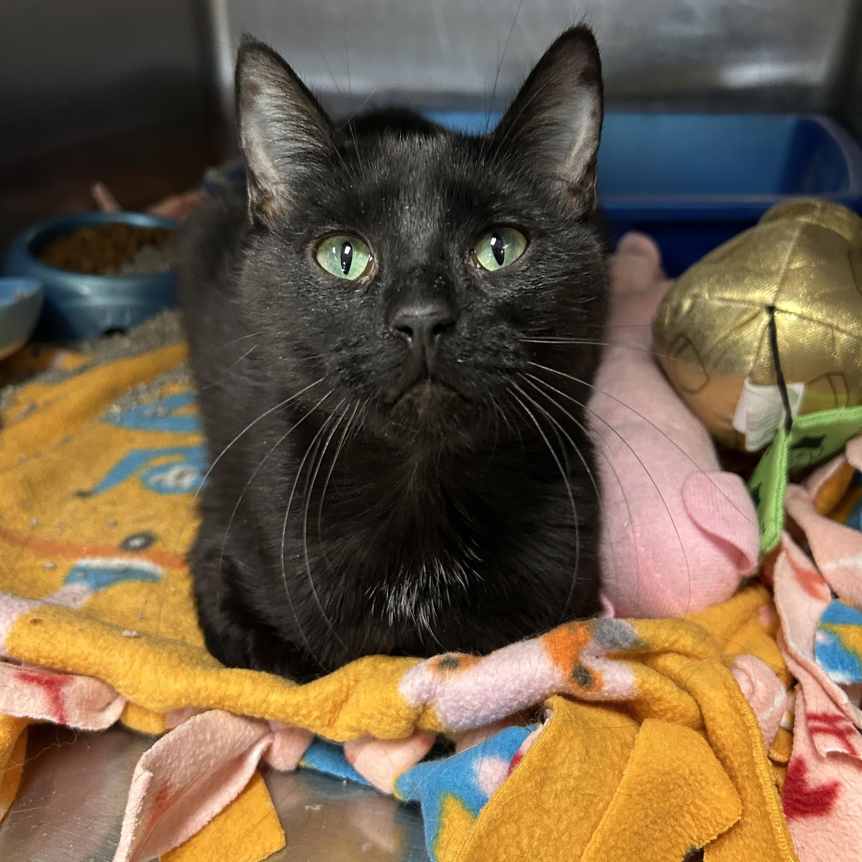 Enlarge Tumnus, an adopted Domestic Short Hair in La Grange Park, IL image 4/6