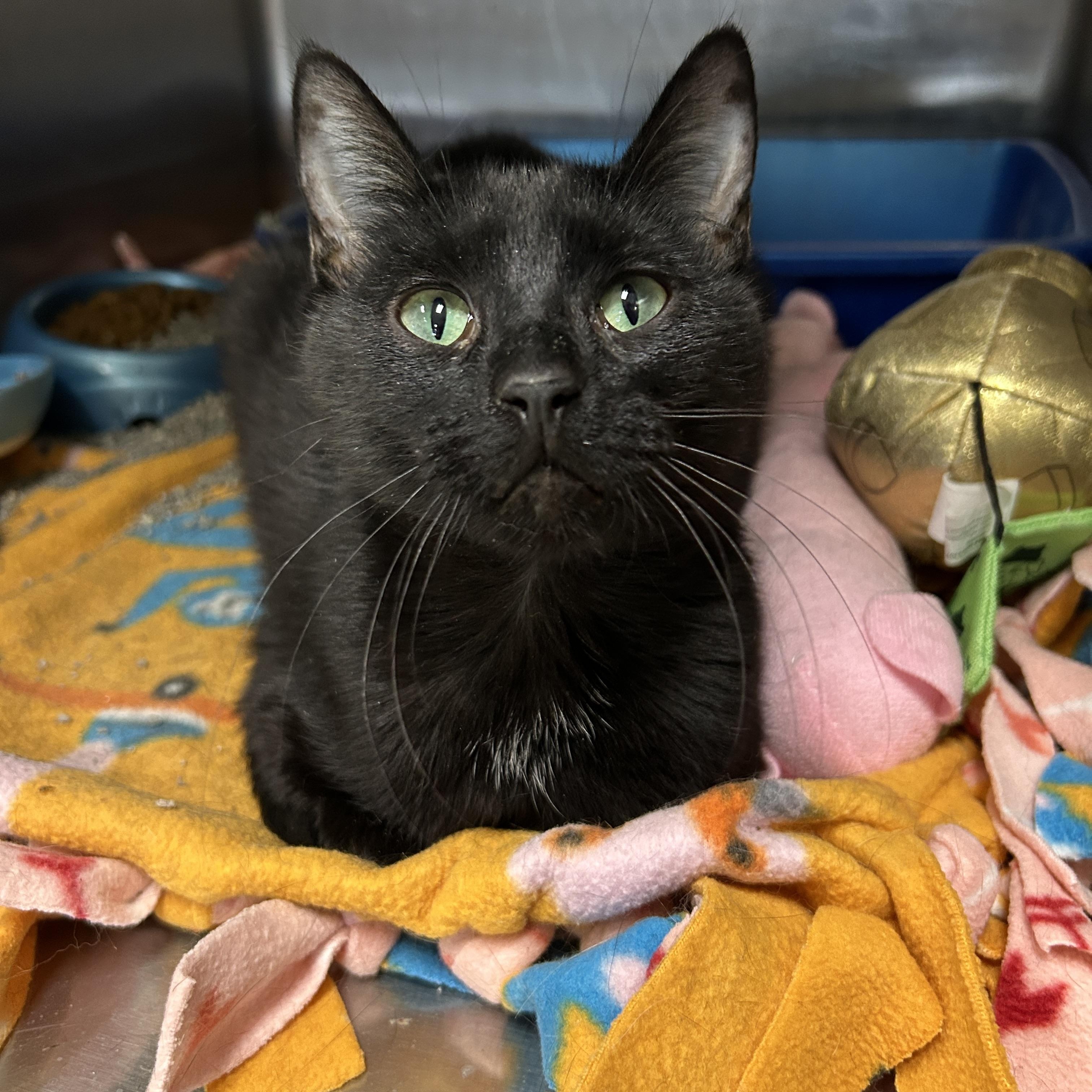 Enlarge Tumnus, an adopted Domestic Short Hair in La Grange Park, IL image 1/6