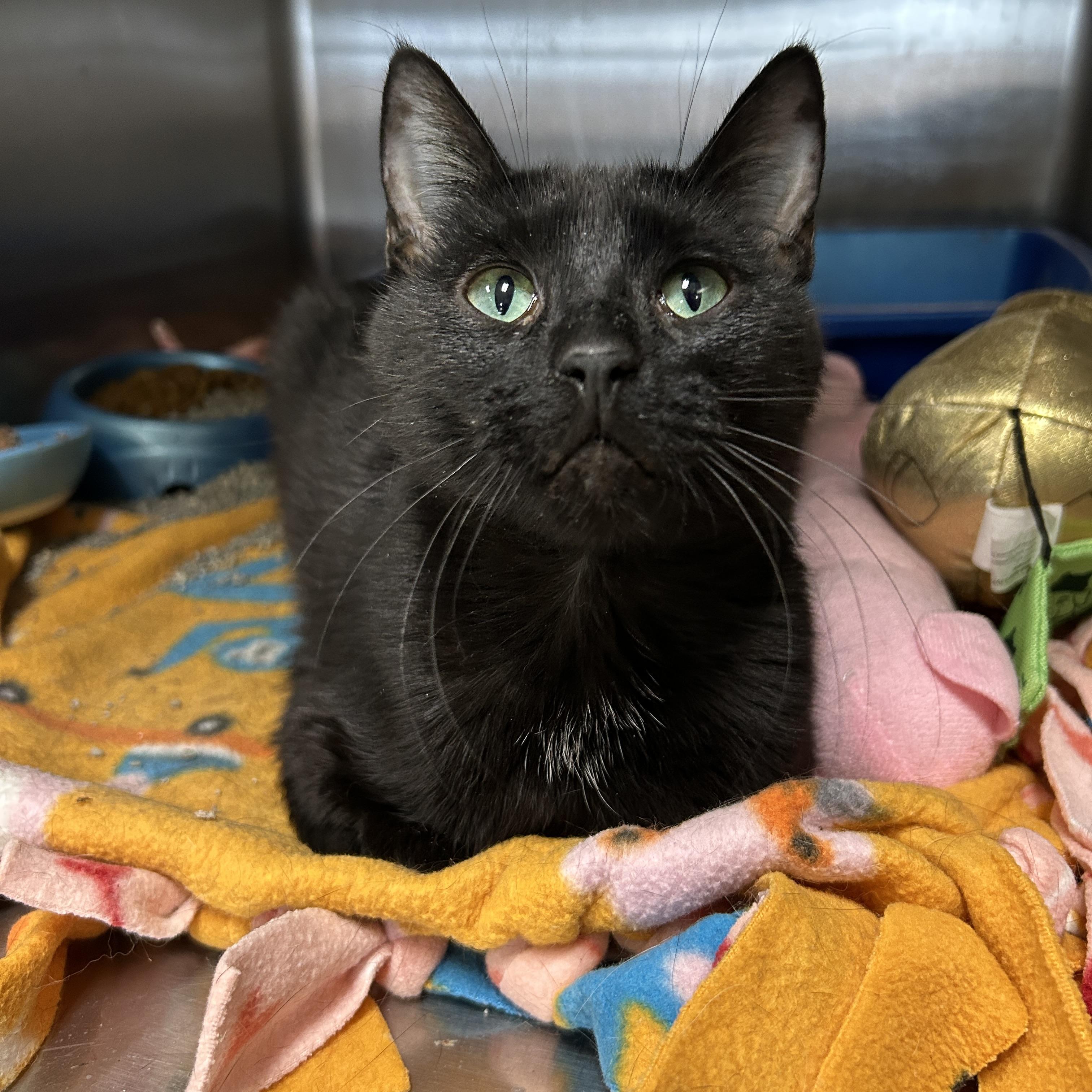 Enlarge Tumnus, an adopted Domestic Short Hair in La Grange Park, IL image 5/6