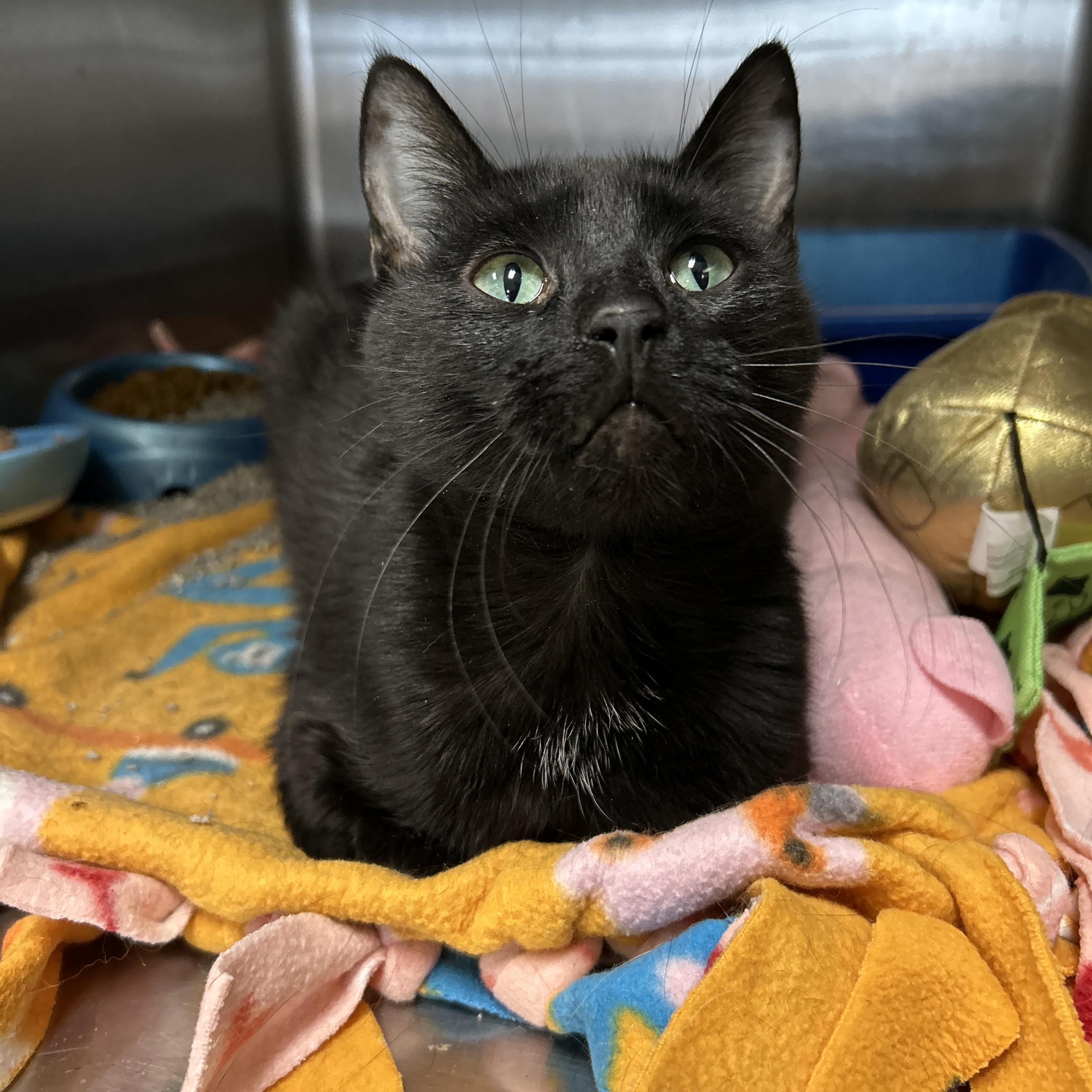 Enlarge Tumnus, an adopted Domestic Short Hair in La Grange Park, IL image 3/6