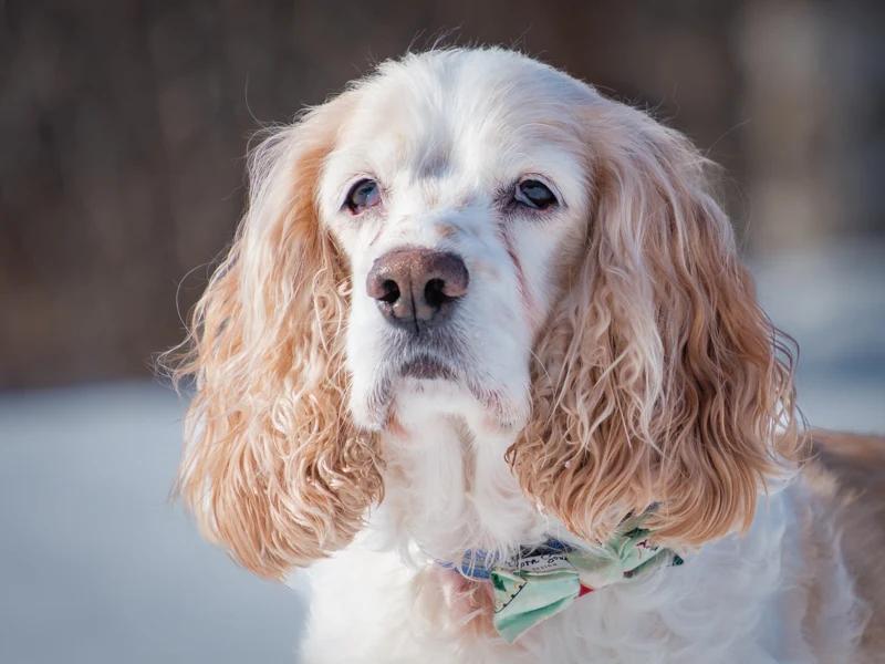 Finnegan, Adoptable, Adult Male Cocker Spaniel.