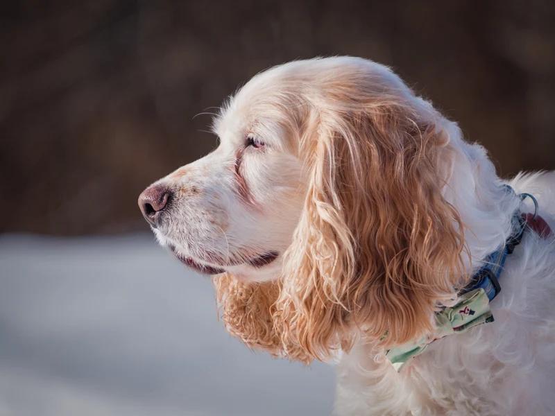 Enlarge Finnegan, a Adoptable Cocker Spaniel in Pointe-Fortune, QC image 2/2