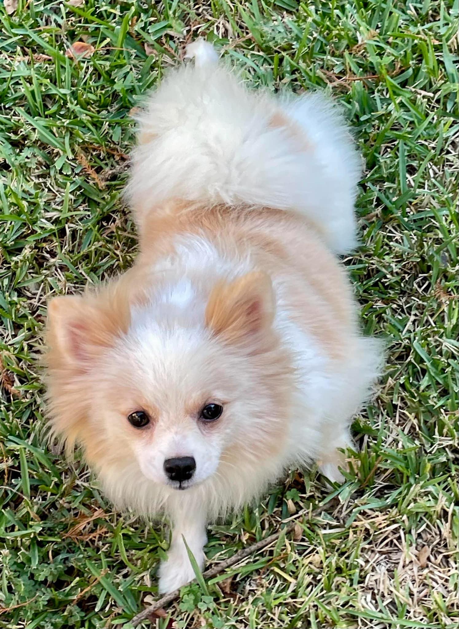 Sissy, Adoptable, Adult Female Pomeranian.