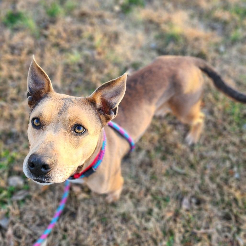 Enlarge Flora, a Adoptable mixed breed in Denison, TX image 3/4