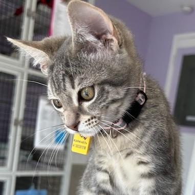 Robin - Sweet Little Gal 2