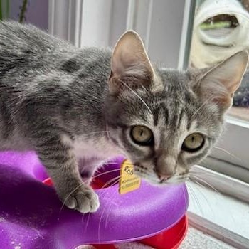 Robin - Sweet Little Gal 4
