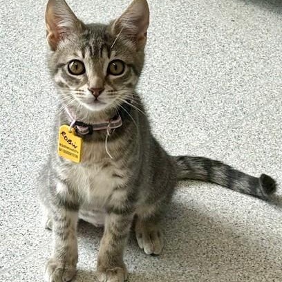Robin - Sweet Little Gal