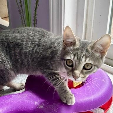 Robin - Sweet Little Gal 3