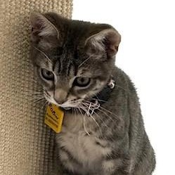 Robin - Sweet Little Gal 5