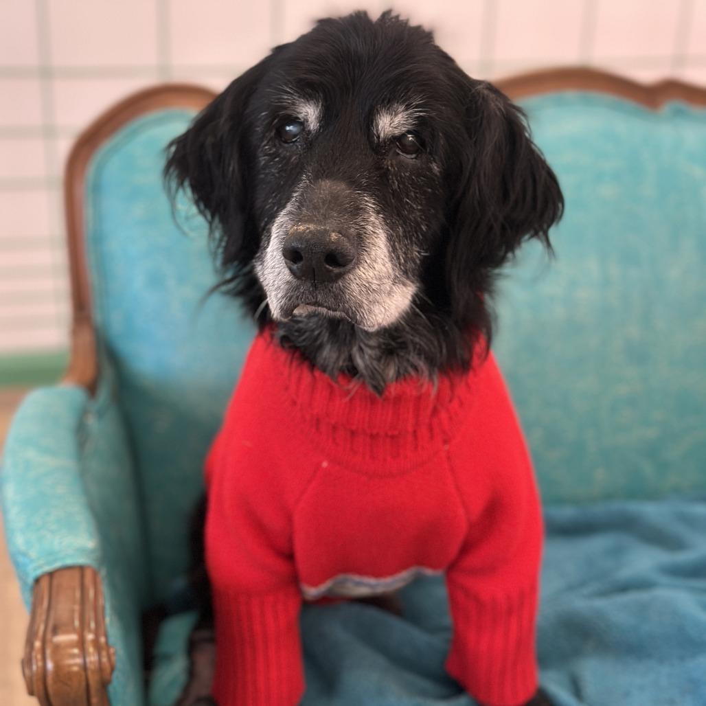 Claude Monet 13576, Adoptable, Senior Male Spaniel.