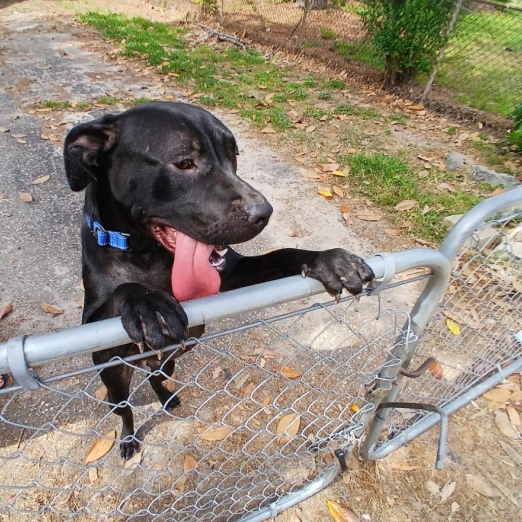 Enlarge Nyla, a Adoptable Pit Bull Terrier in Hope Mills, NC image 1/1