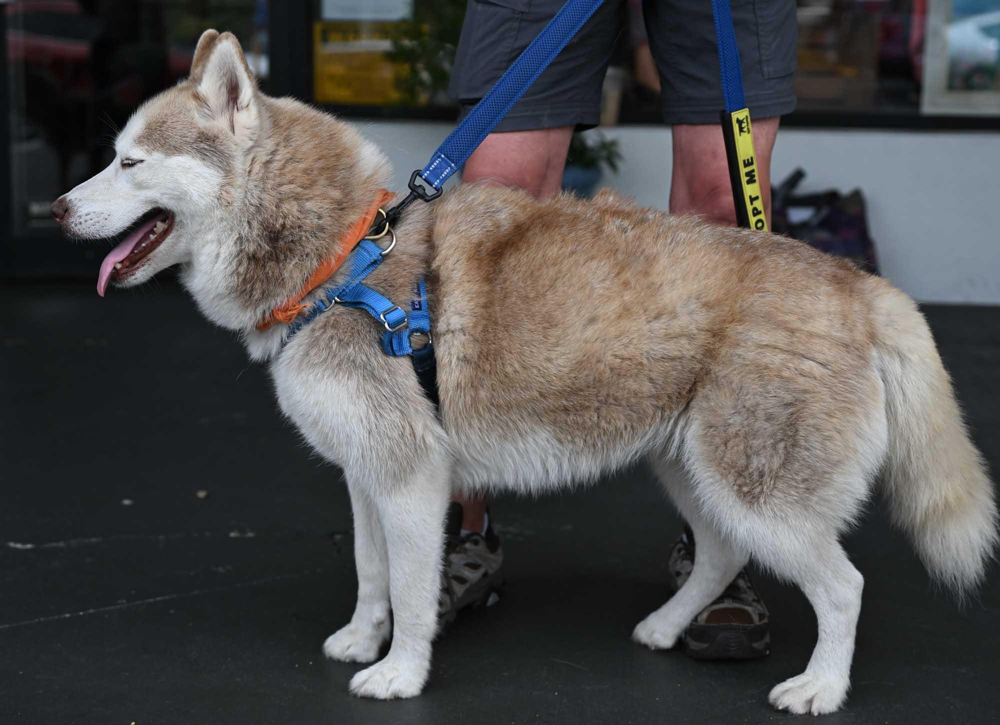 Enlarge HAVEN, an adopted mixed breed in Fernandina Beach, FL image 2/4
