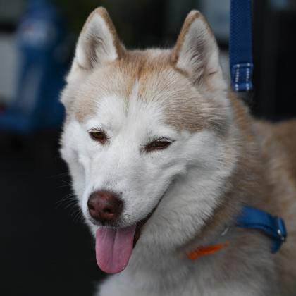 Enlarge HAVEN, an adopted mixed breed in Fernandina Beach, FL image 3/4