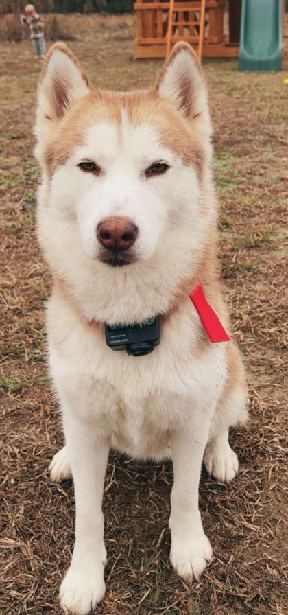 Enlarge HAVEN, an adopted mixed breed in Fernandina Beach, FL image 4/4