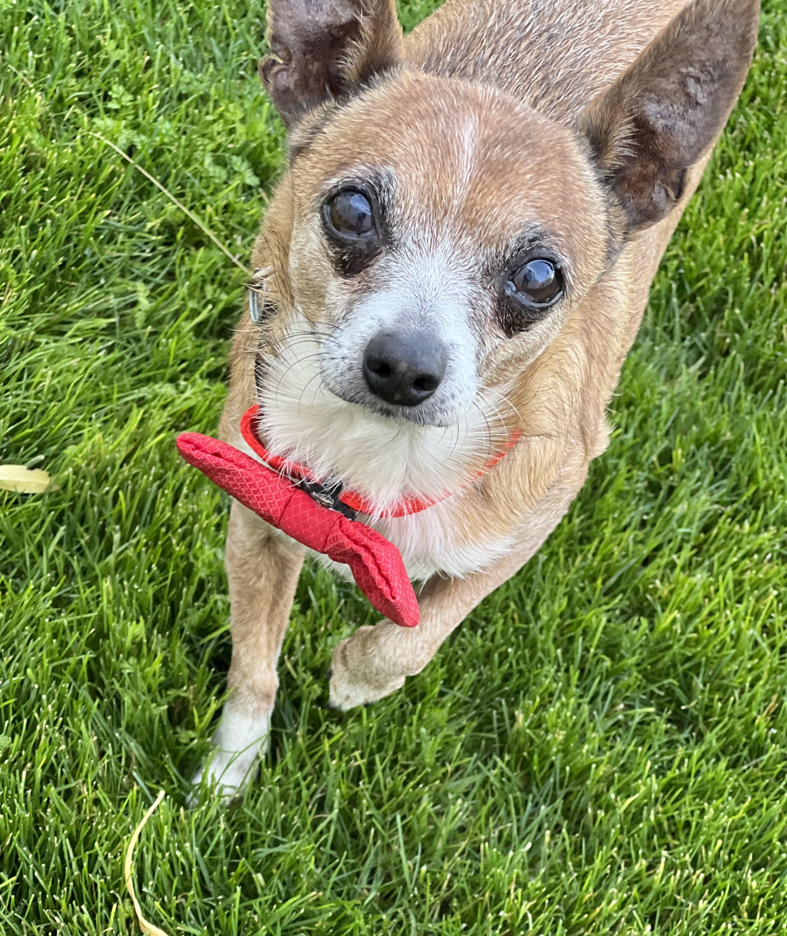 Rusty, a Adoptable Chihuahua in Phoenix, AZ image 1/3