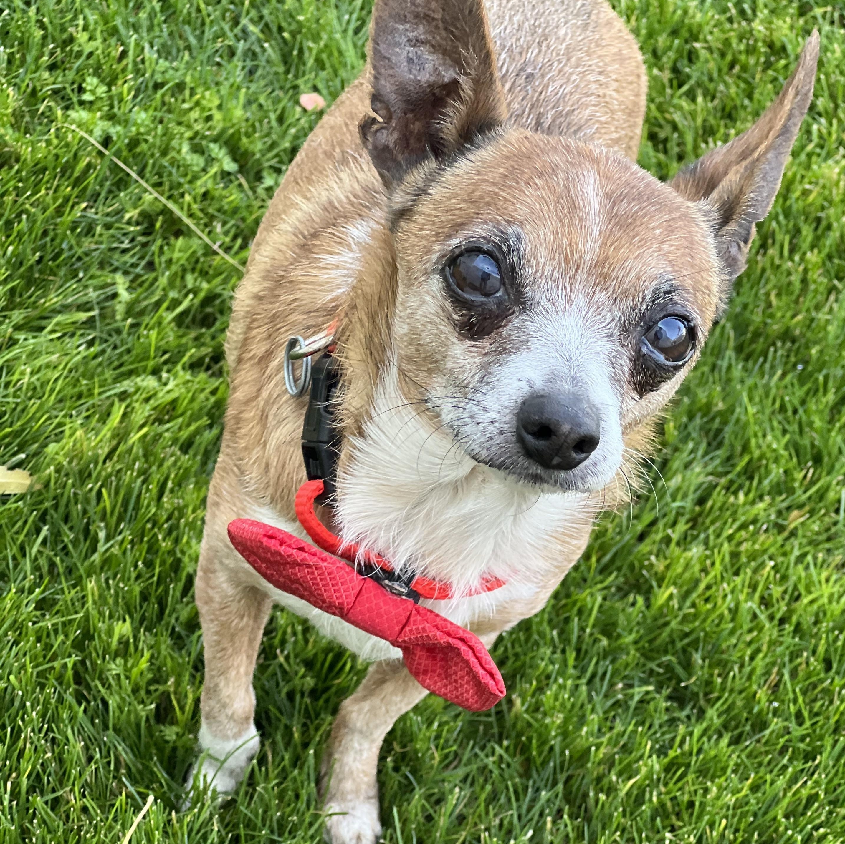 Rusty, a Adoptable Chihuahua in Phoenix, AZ image 2/3