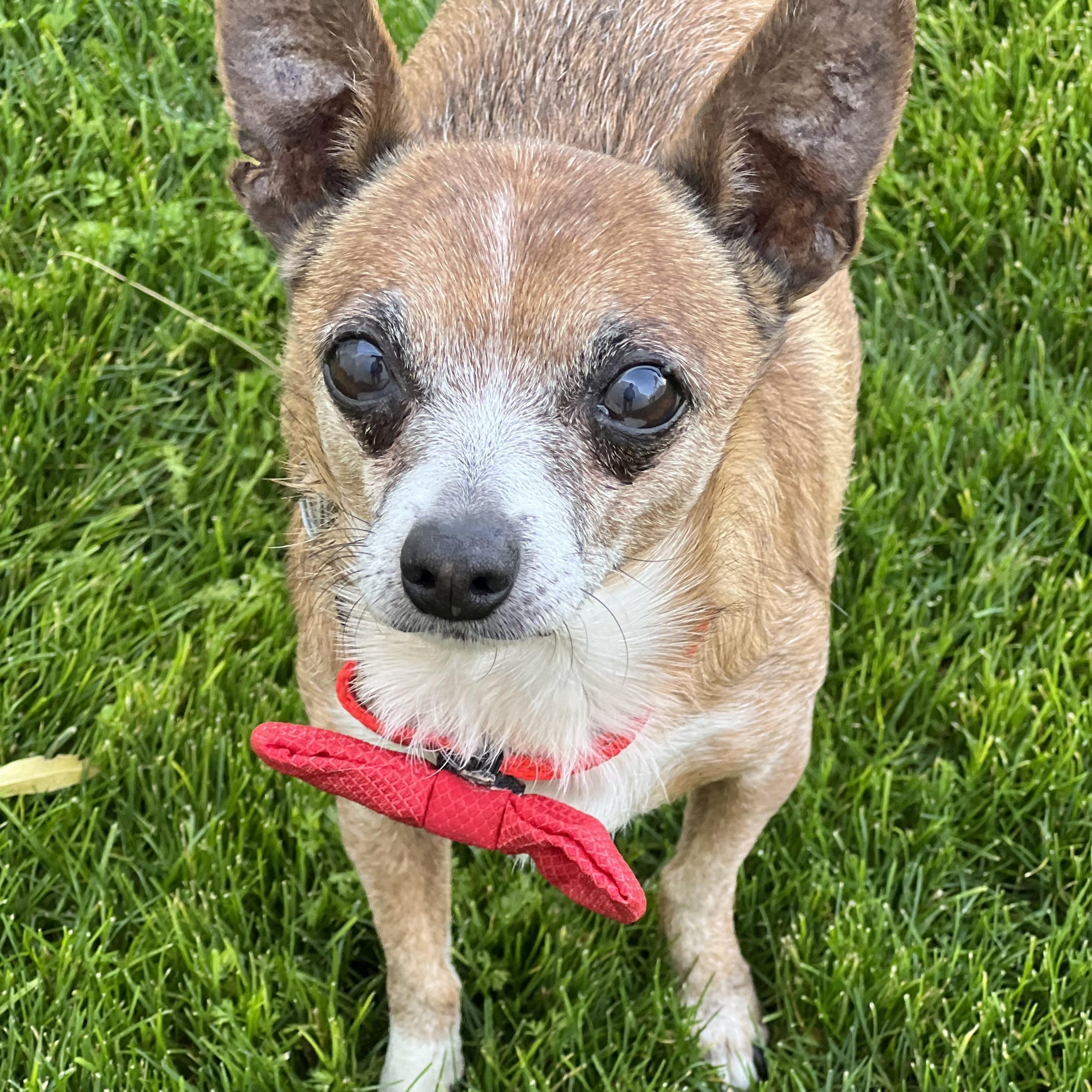 Rusty, a Adoptable Chihuahua in Phoenix, AZ image 3/3