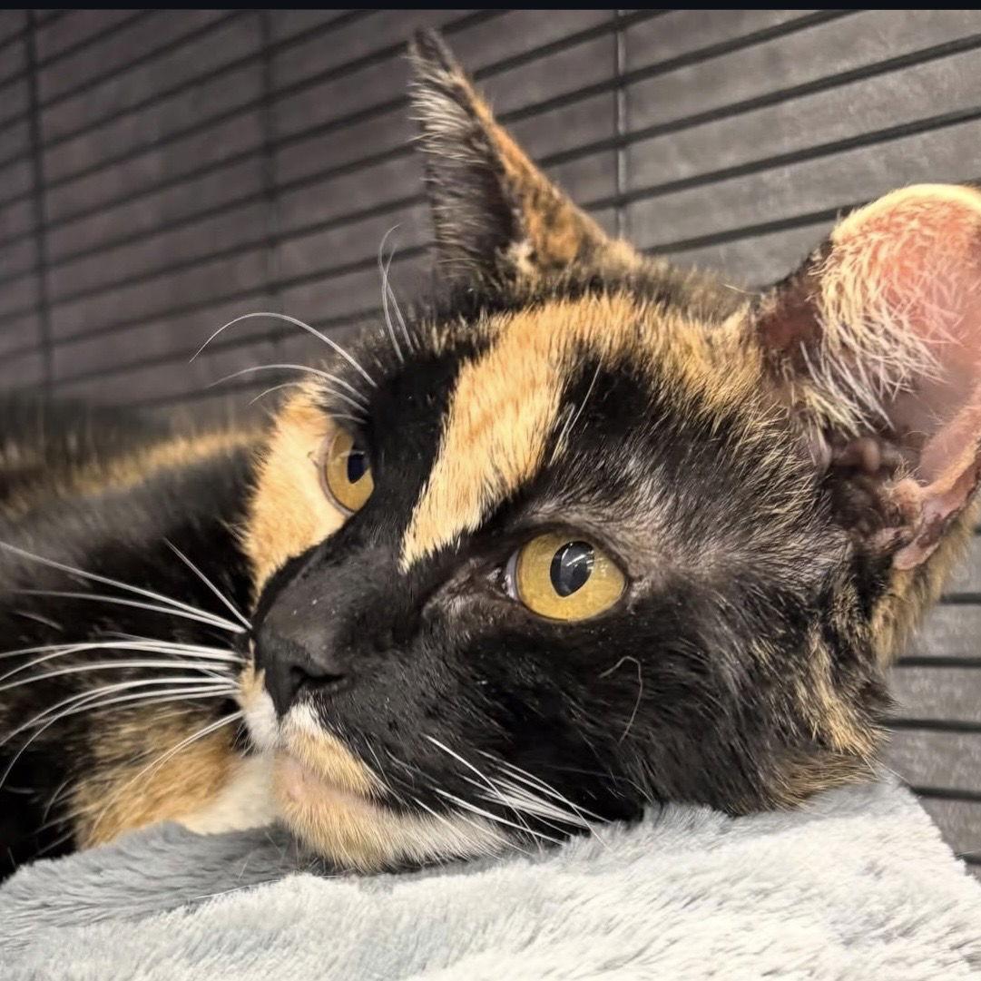 Enlarge Chloe, a Adoptable mixed breed in Winchendon, MA image 1/3