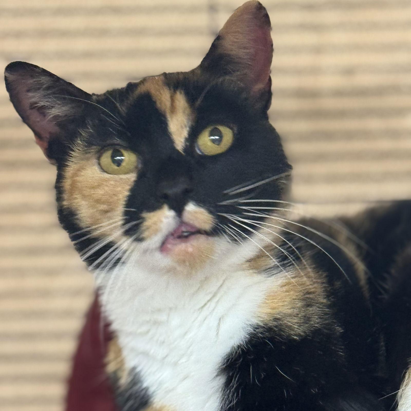 Enlarge Chloe, a Adoptable mixed breed in Winchendon, MA image 2/3