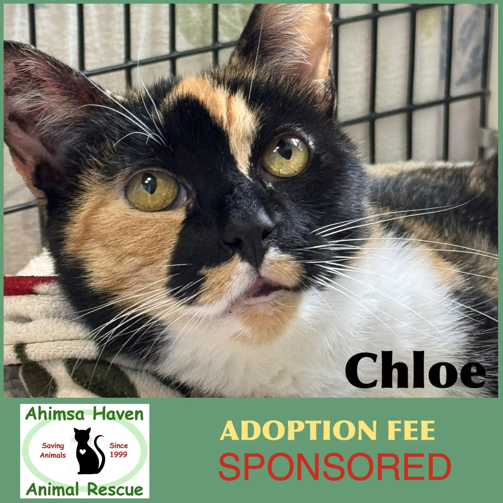 Enlarge Chloe, a Adoptable mixed breed in Winchendon, MA image 2/3