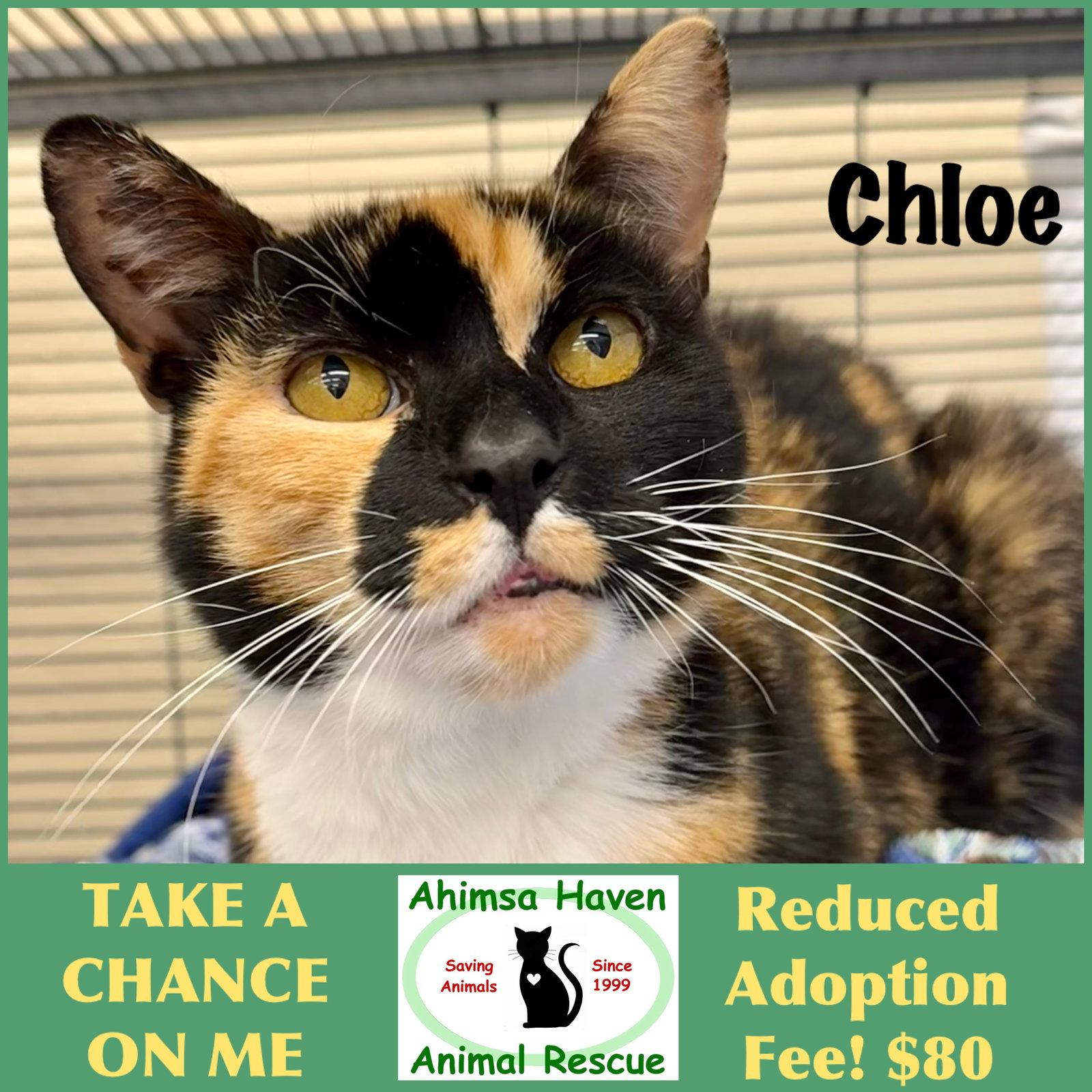Enlarge Chloe, a Adoptable mixed breed in Winchendon, MA image 2/3