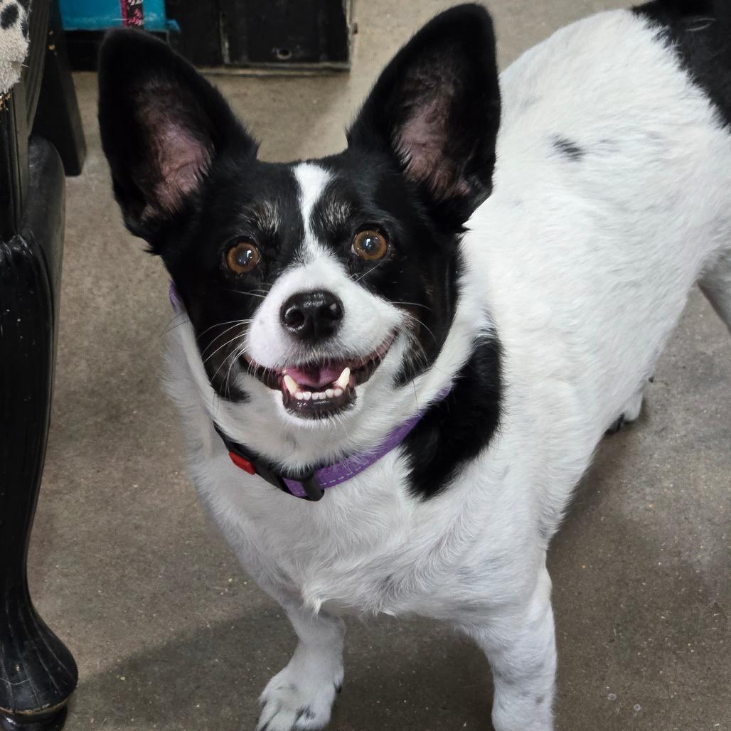 Punkin, adoptable, Senior Female Chihuahua & Mixed Breed.
