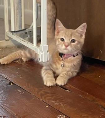 Enlarge Glinda, a Adopted Domestic Short Hair in Radford, VA image 1/4