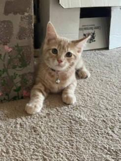 Enlarge Glinda, a Adopted Domestic Short Hair in Radford, VA image 2/4