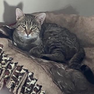 Enlarge Found Mantorville, a Adoptable American Shorthair in Rochester, MN image 1/1